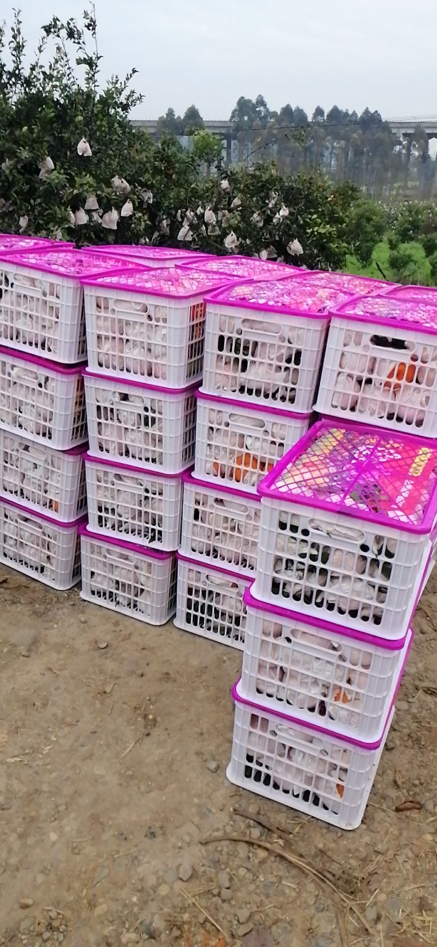 代办耙耙柑味道甜，皮张细，水份好，欢迎各位老板来电咨询。