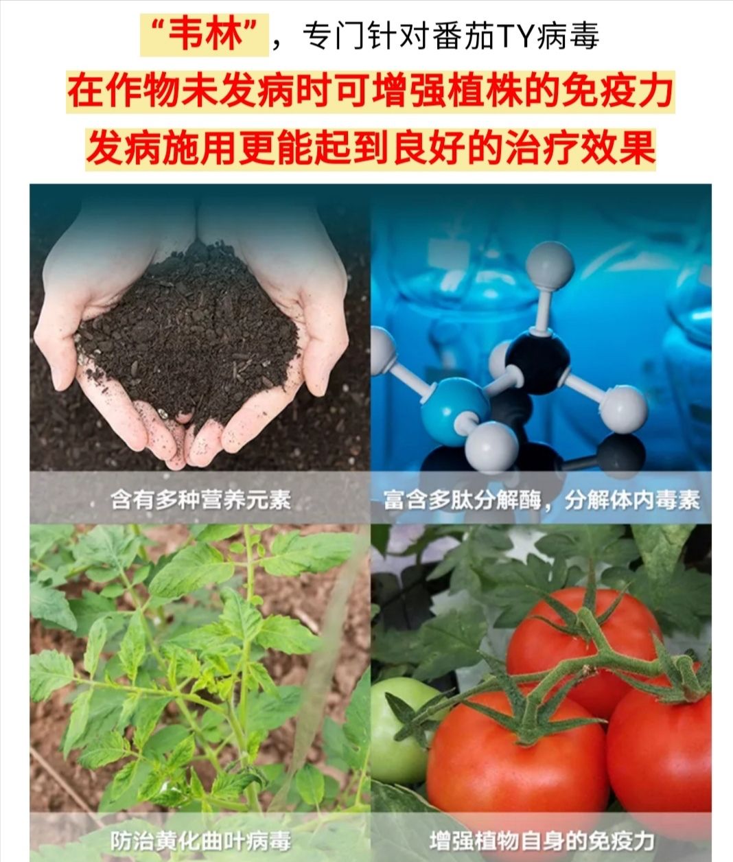 农用消毒产品   防治西红柿黄头病毒：黄叶 TY病毒、褪绿病