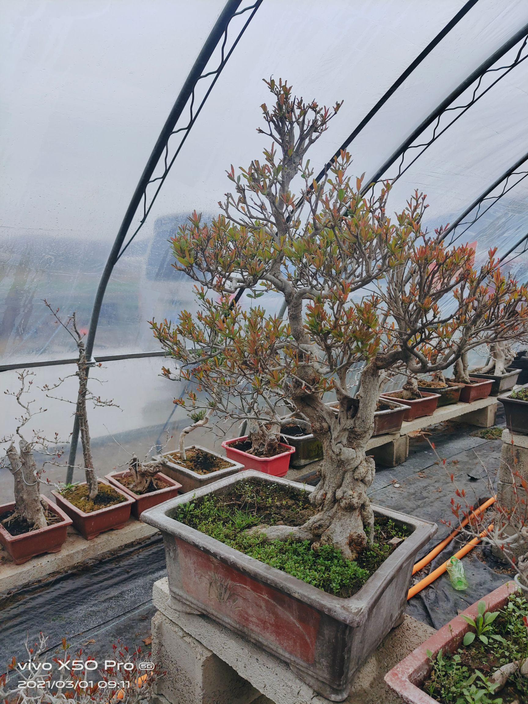 大红袍石榴苗 大红袍甜果石榴