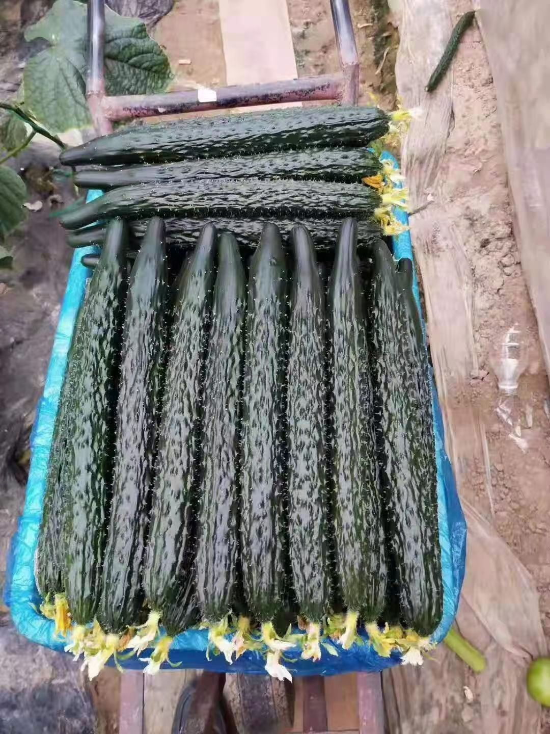 黄瓜种苗  黄瓜苗 大黄瓜苗 德瑞特黄瓜苗 寿光育苗厂直发