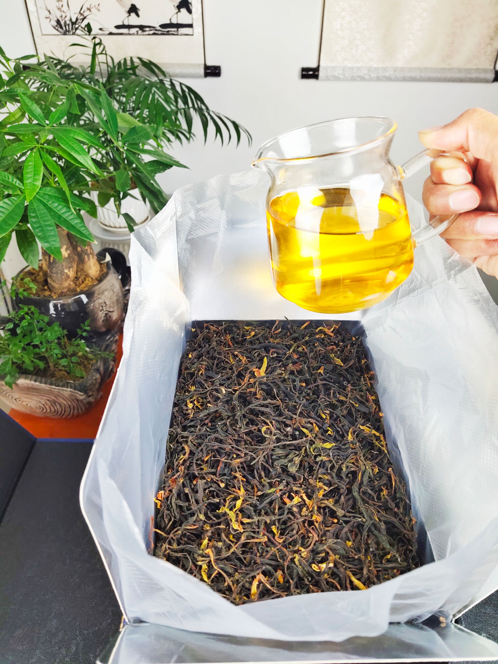 野茶山茶  野绿茶 高山茶