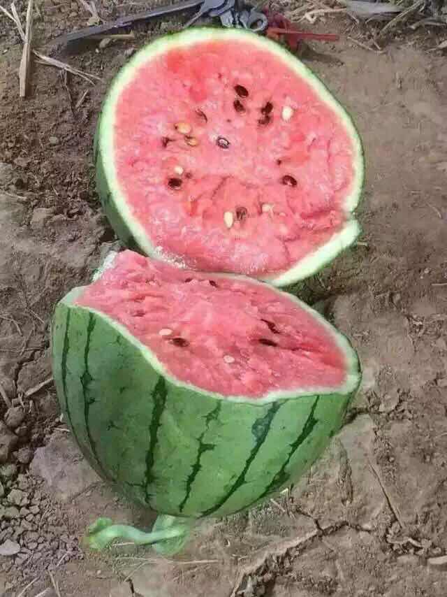 全美2k西瓜  《推荐》潍坊2k西瓜大量上市，保质保量，诚信可靠