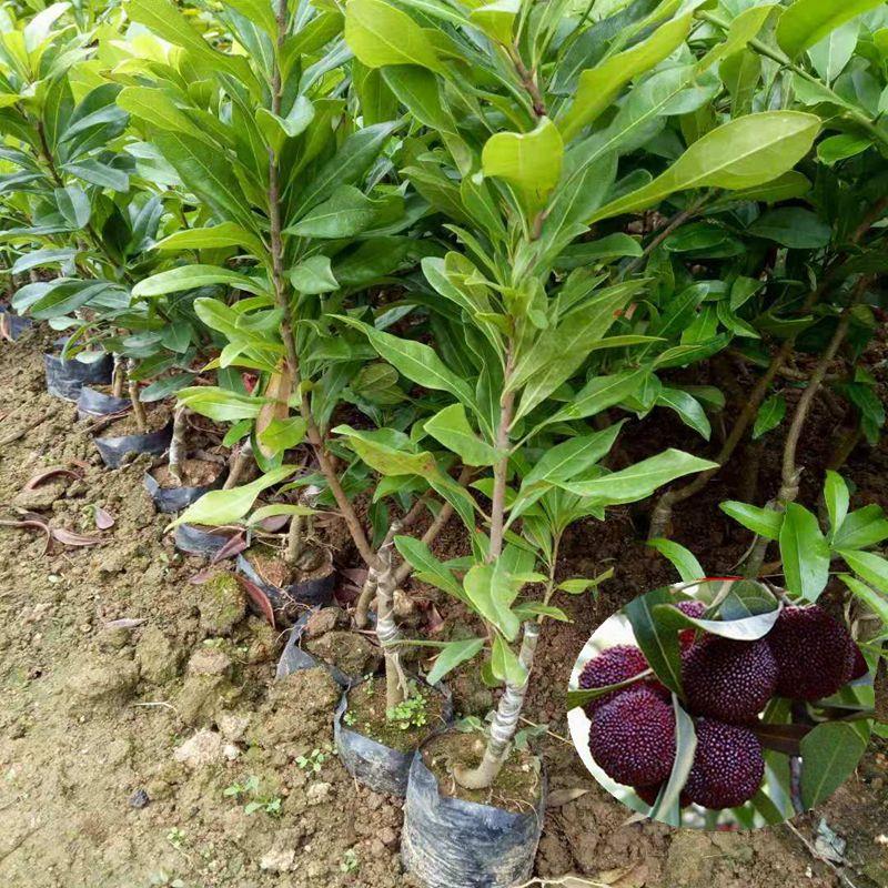 嫁接东魁杨梅树苗耐寒南方北方种植果树苗当年结果杨梅苗