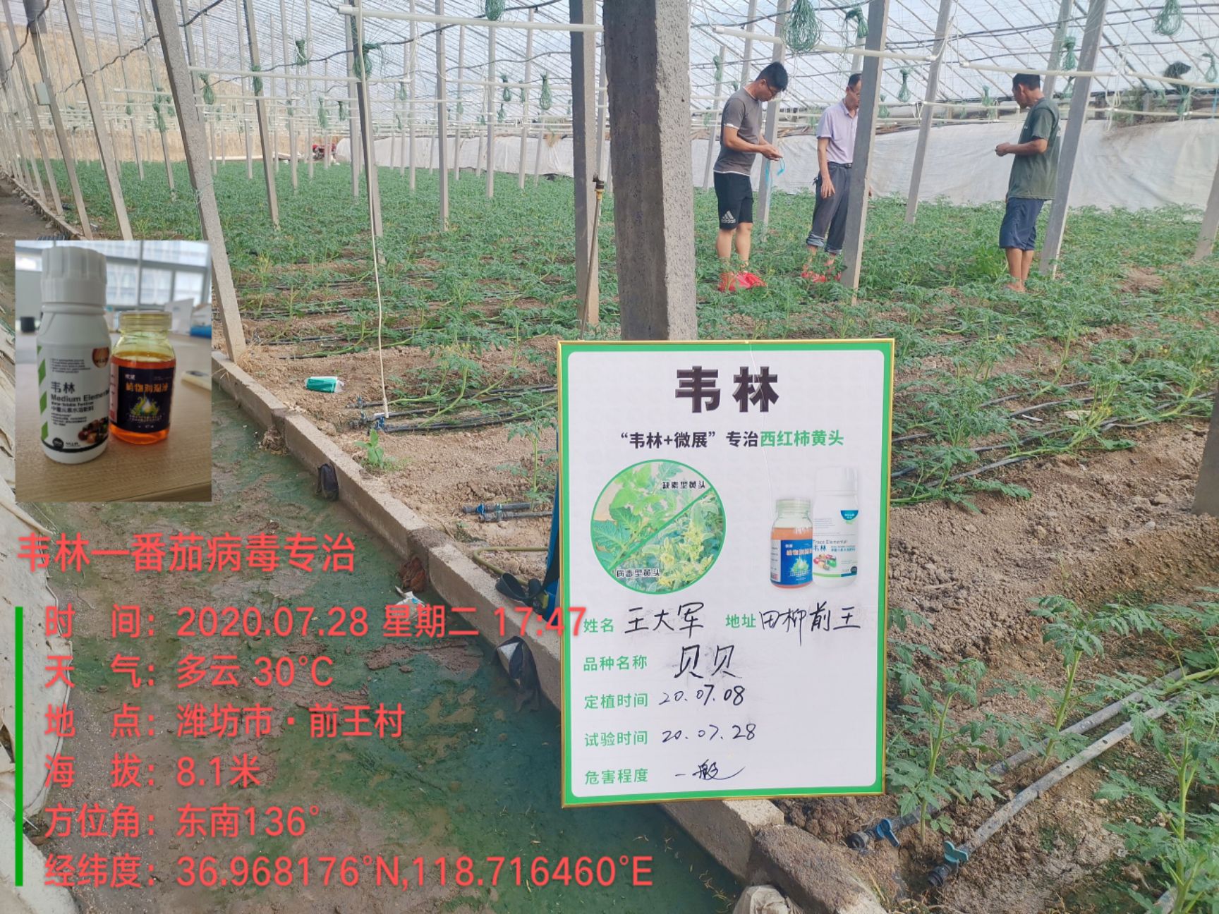 农用消毒产品   防治西红柿黄头病毒：黄叶 TY病毒、褪绿病