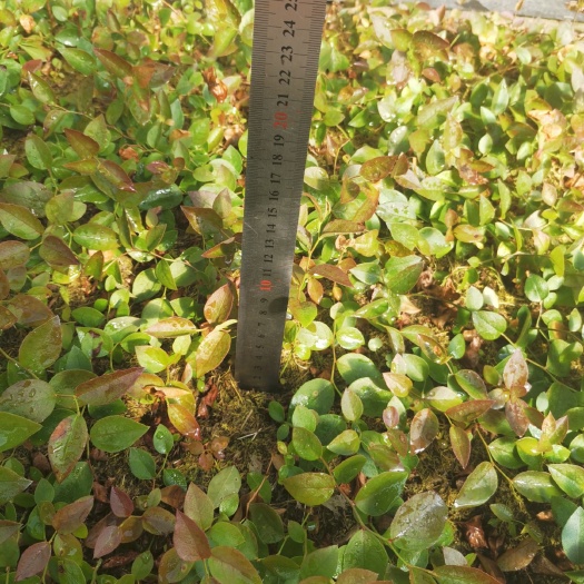 丹东蓝丰蓝莓苗 蓝莓苗 苔藓苗 钵苗 地栽苗