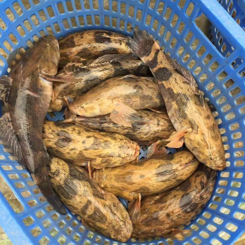 泰国笋壳鱼苗云斑尖塘鳢澳洲杂交笋壳淡水养殖