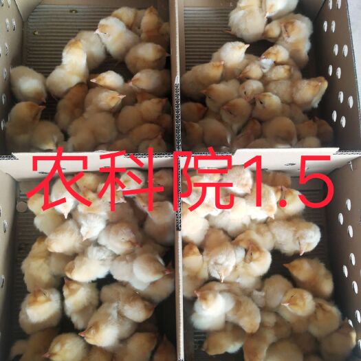 广州土鸡苗  农科院1.5/包打疫苗，全国发货，质量保证