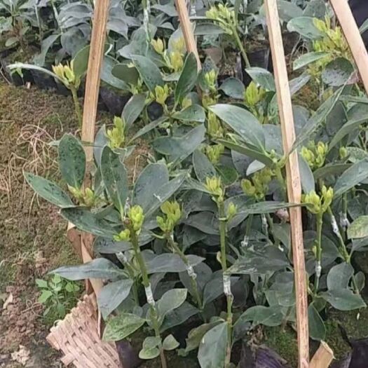 灵山县八角树苗  八角苗