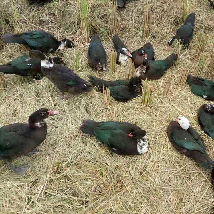 番鸭苗 花翻鸭苗