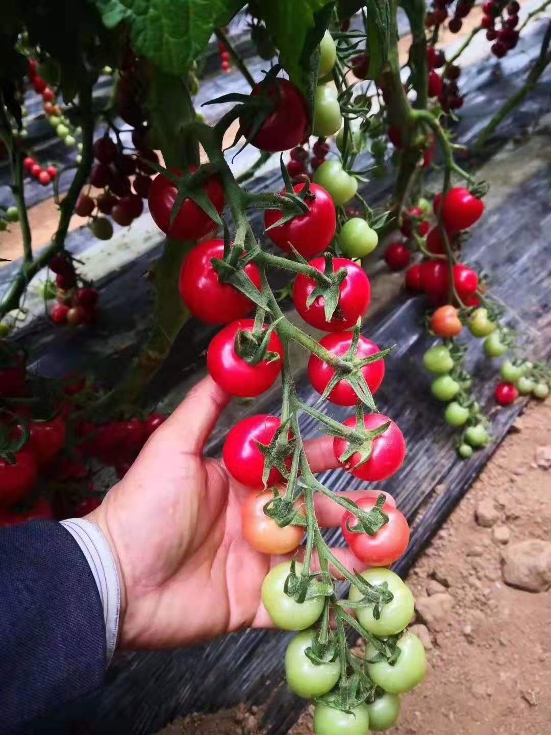 甜珍珠小番茄苗/小西红柿苗
