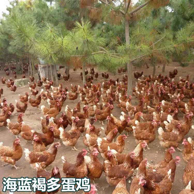  海兰褐多蛋鸡苗