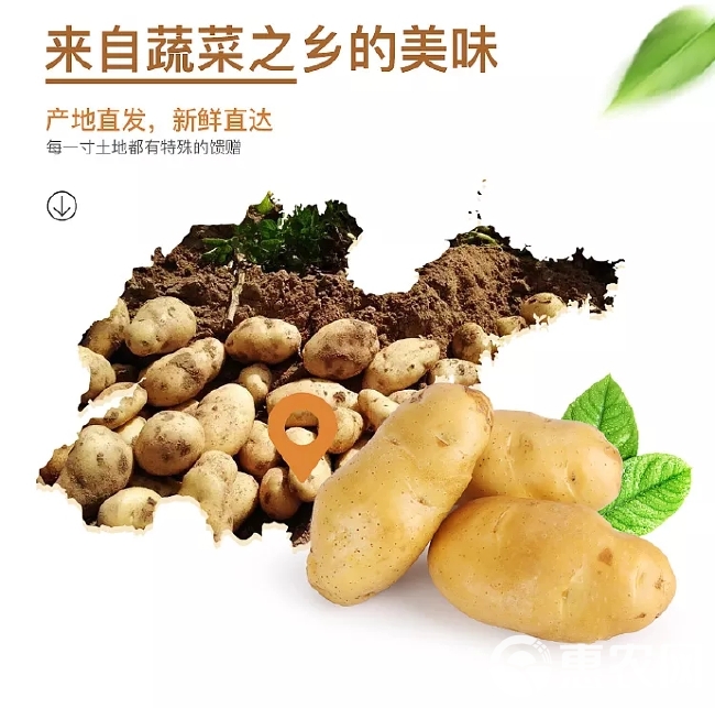 山东黄皮土豆来自蔬菜之乡的美味，农家自种，新鲜直达，沙甜软糯