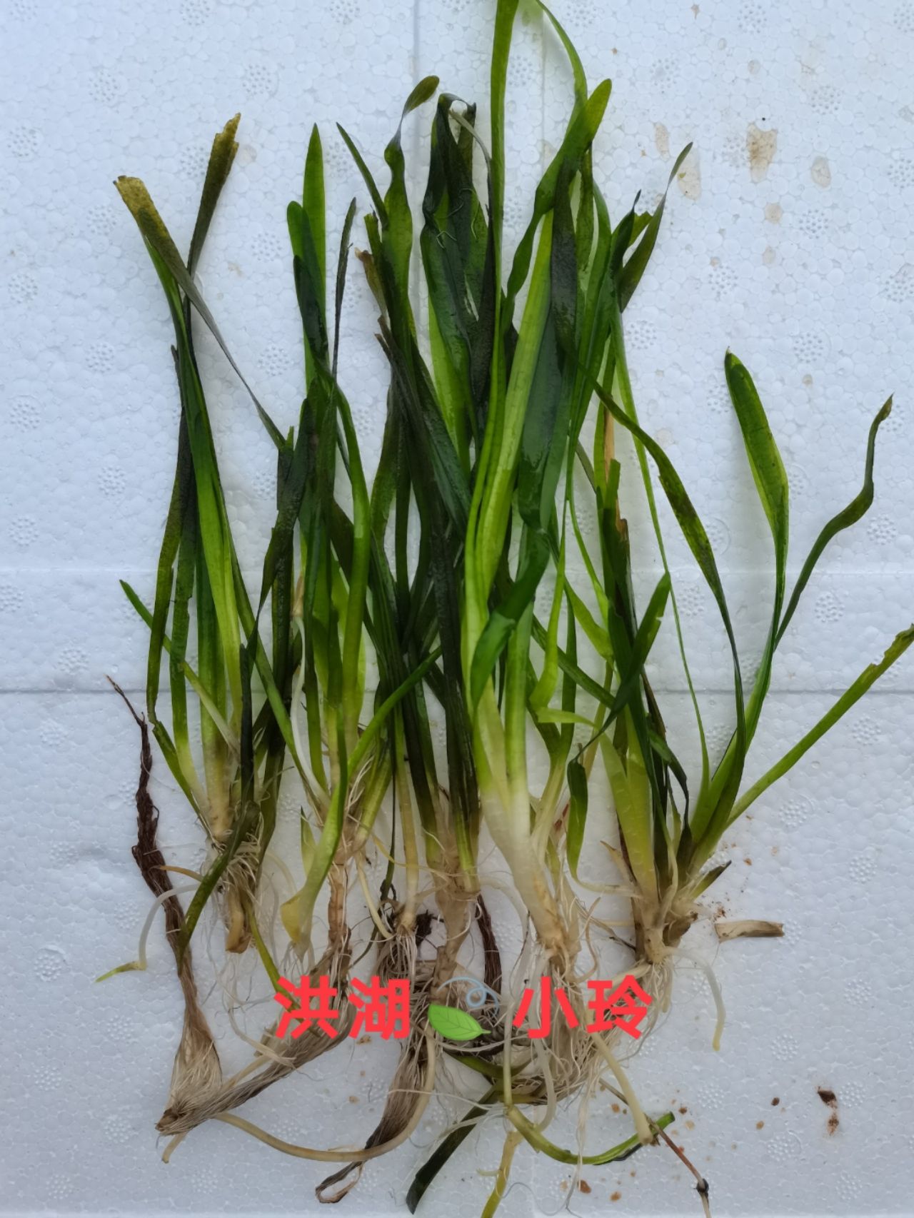 矮叶苦草 四季常青水草 无忧草  扁担草 量大价优 包邮
