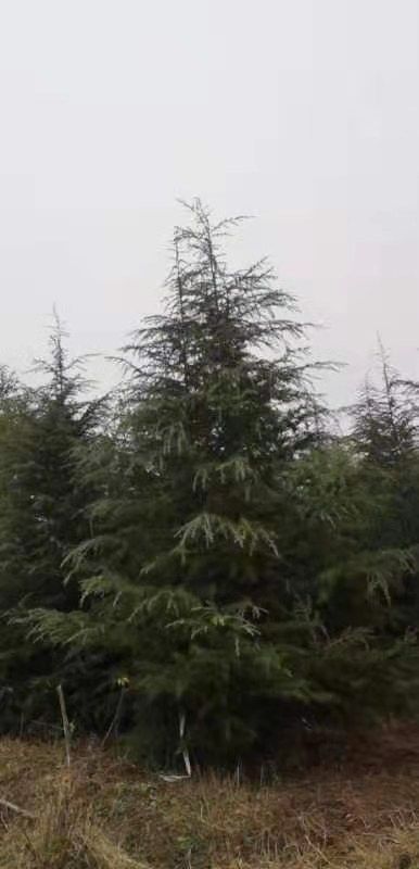 大荔县精品雪松