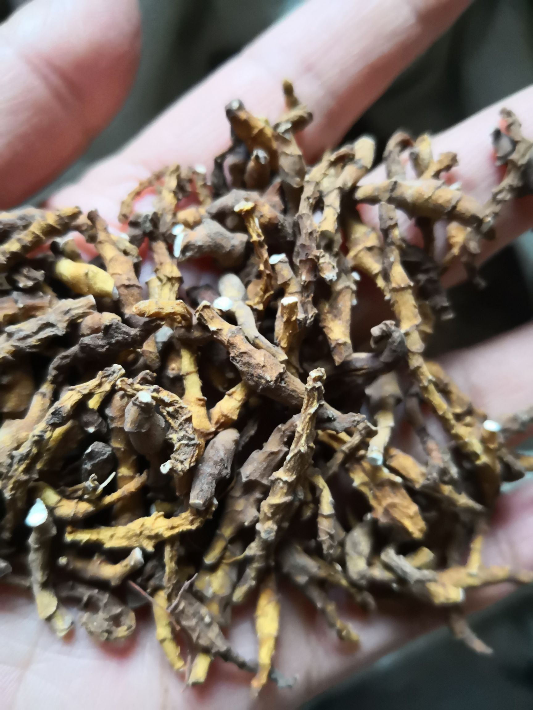 九节菖蒲 自然生长小菖蒲