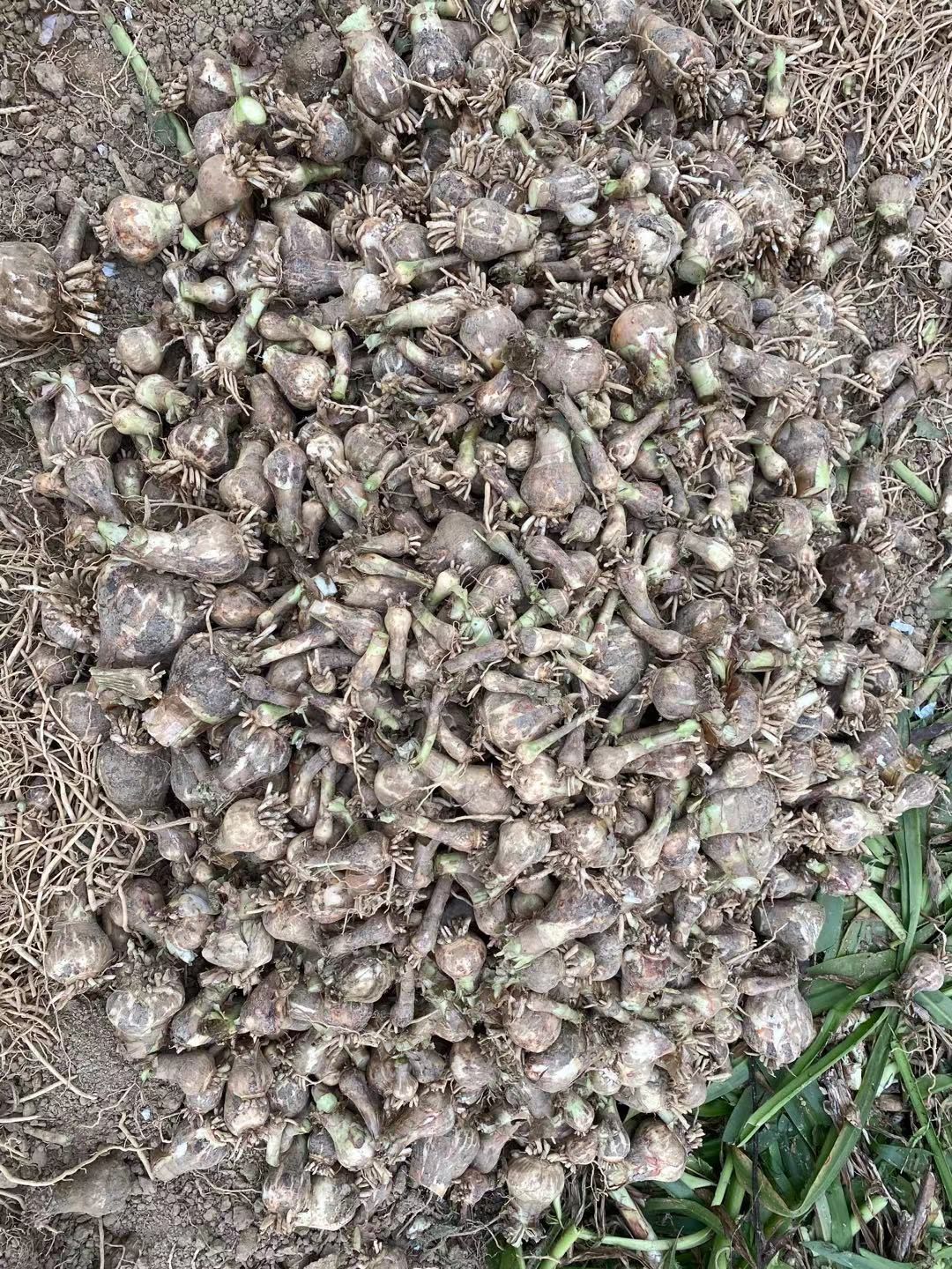 蜘蛛兰 裸根不带土 