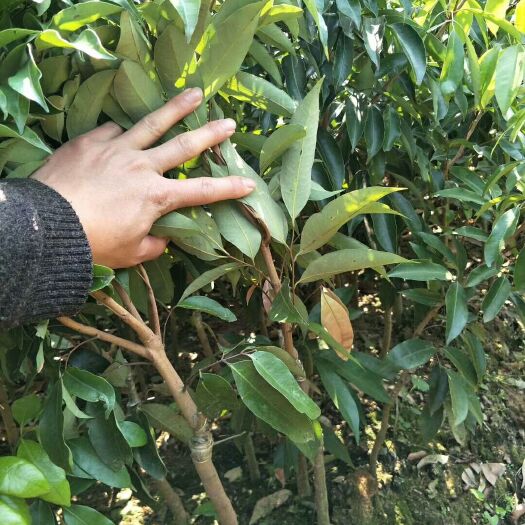 灵山县无核荔枝苗 荔枝苗