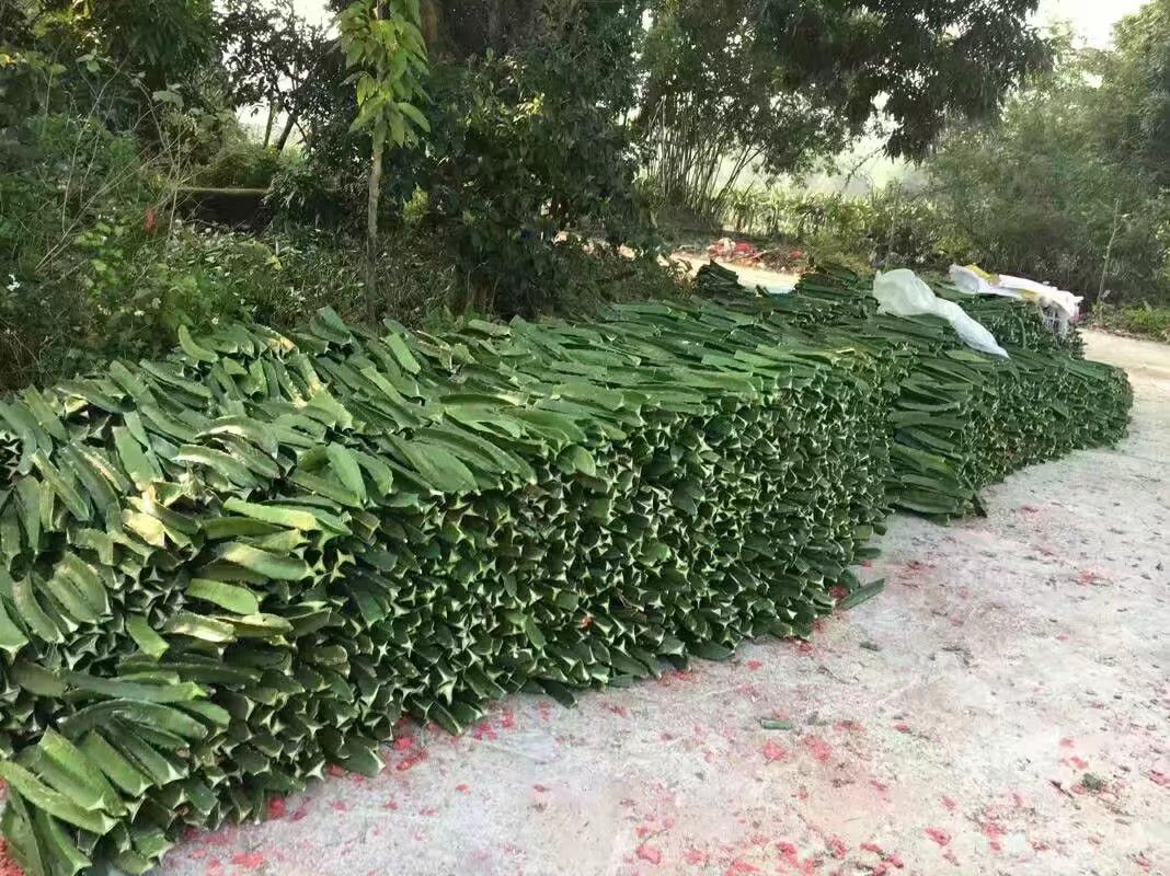 红皮红肉火龙果苗  红心火龙果苗