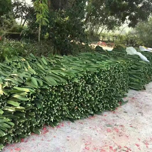 博白县红皮红肉火龙果苗  红心火龙果苗