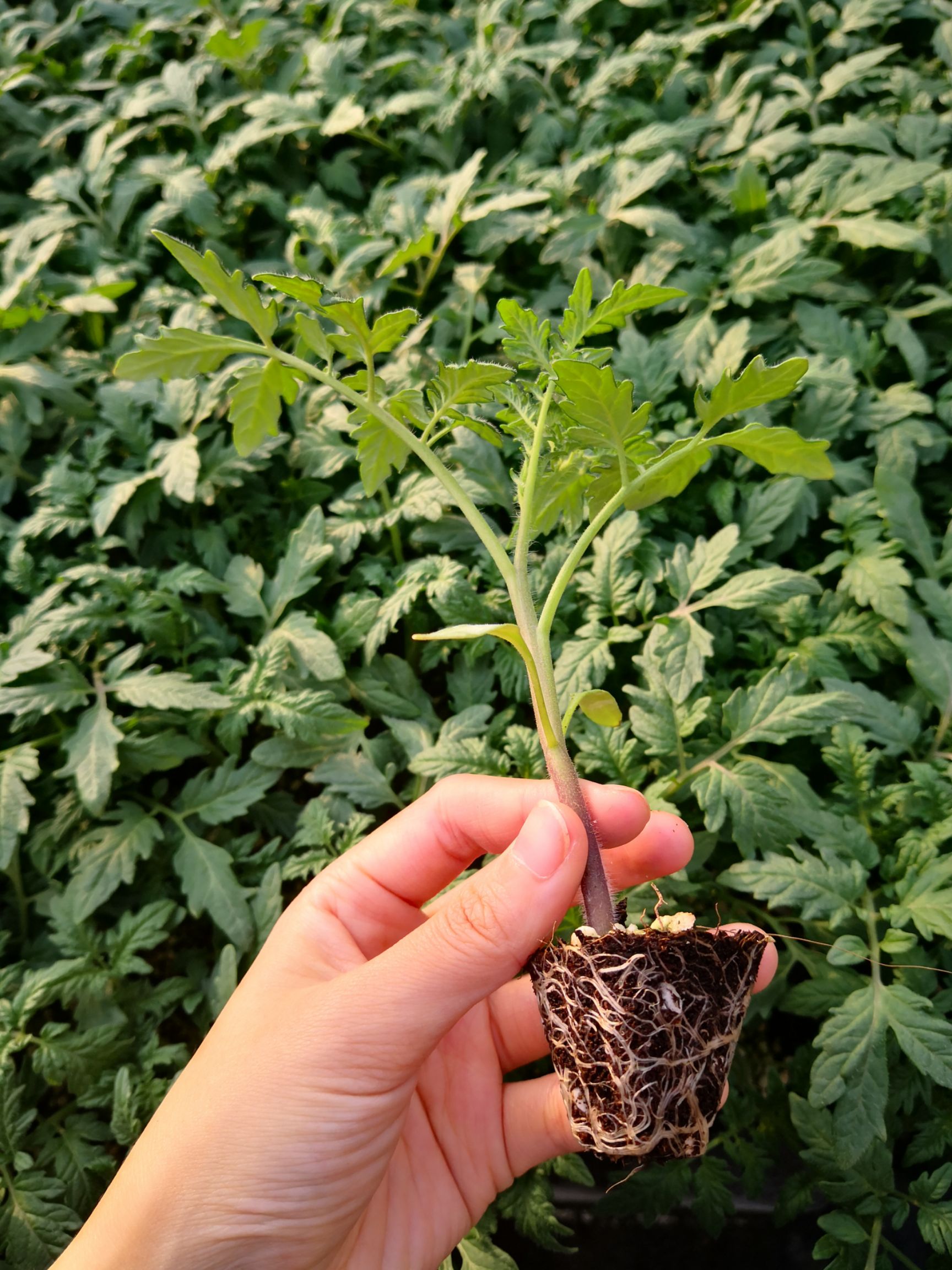 大粉番茄苗  嫁接大粉西红柿苗 硬粉番茄苗 抗死棵 抗TY病