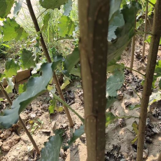 蠡县 大量供应1/4公分107速生杨，价格低质量好欢迎新老客户采购