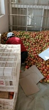 毛粉西红柿  宁夏灵武硬粉西红柿