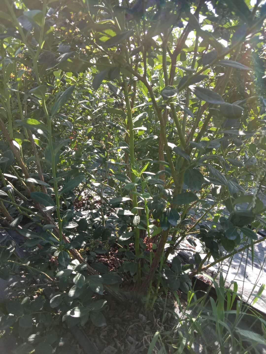 薄雾蓝莓苗  蓝莓苗培育基地品种全质量保证