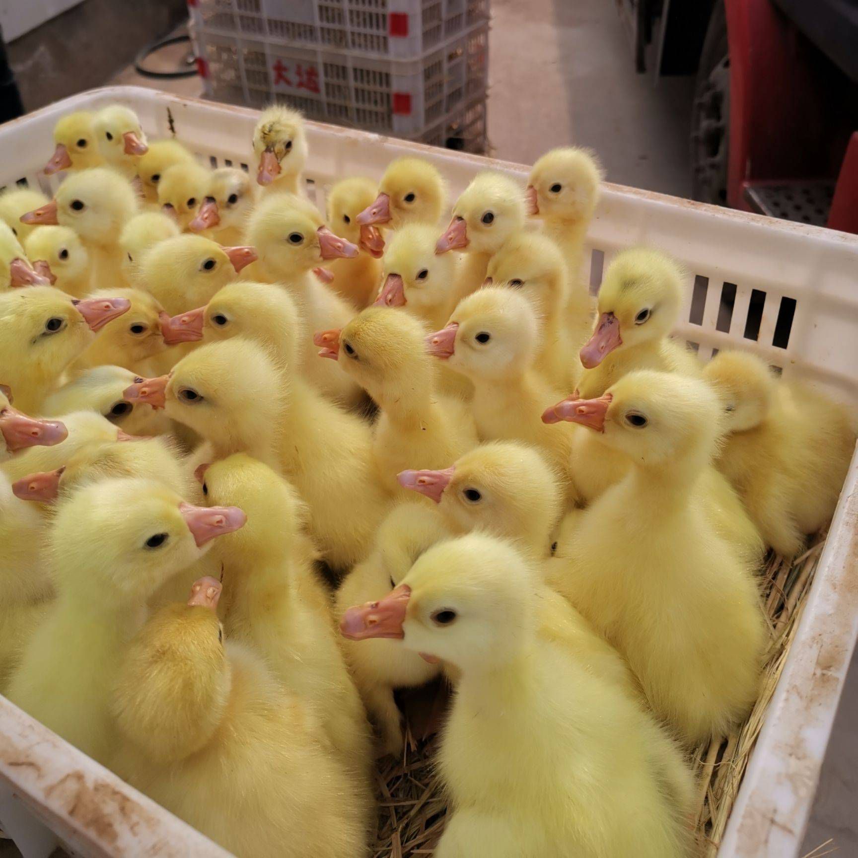 白鹅苗  包技术 免费搭建温鹏