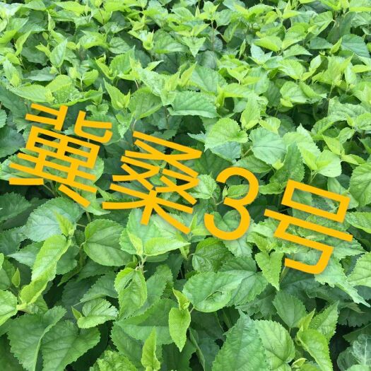 滦平县蛋白桑苗  冀桑3号种子（种子新品种认定证书）