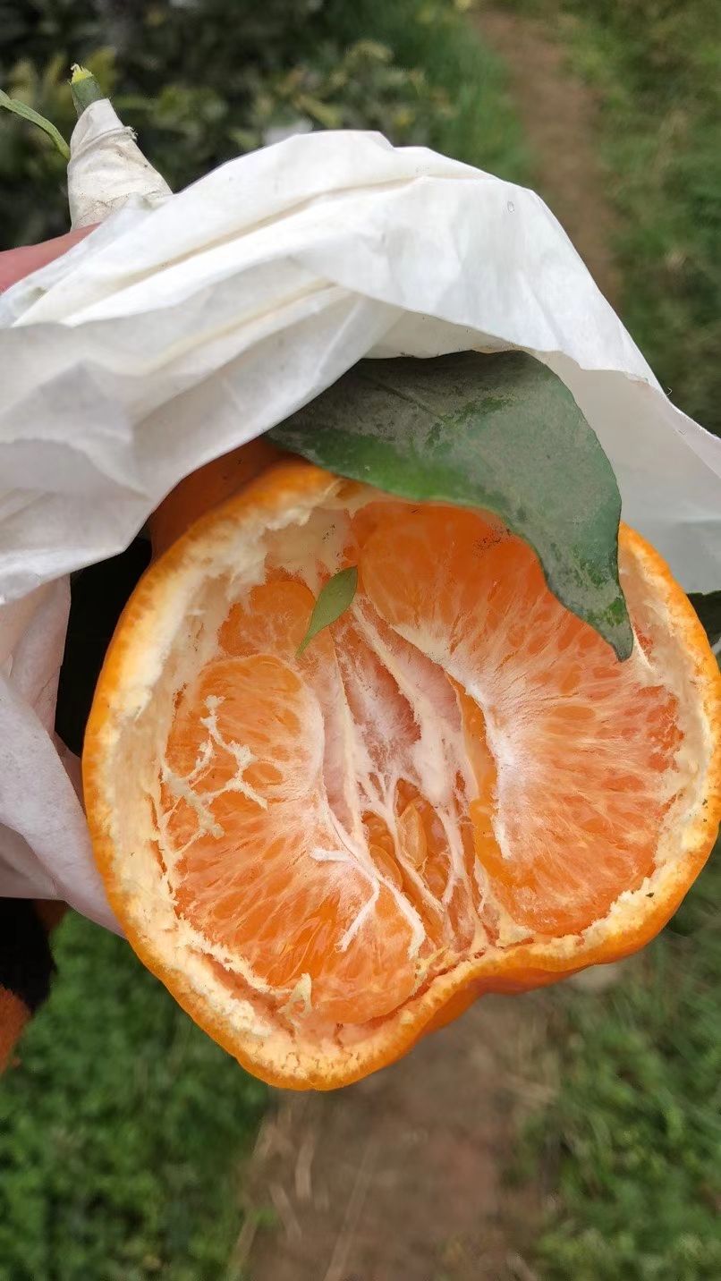 代办耙耙柑味道甜，皮张细，水份好，欢迎各位老板来电咨询。