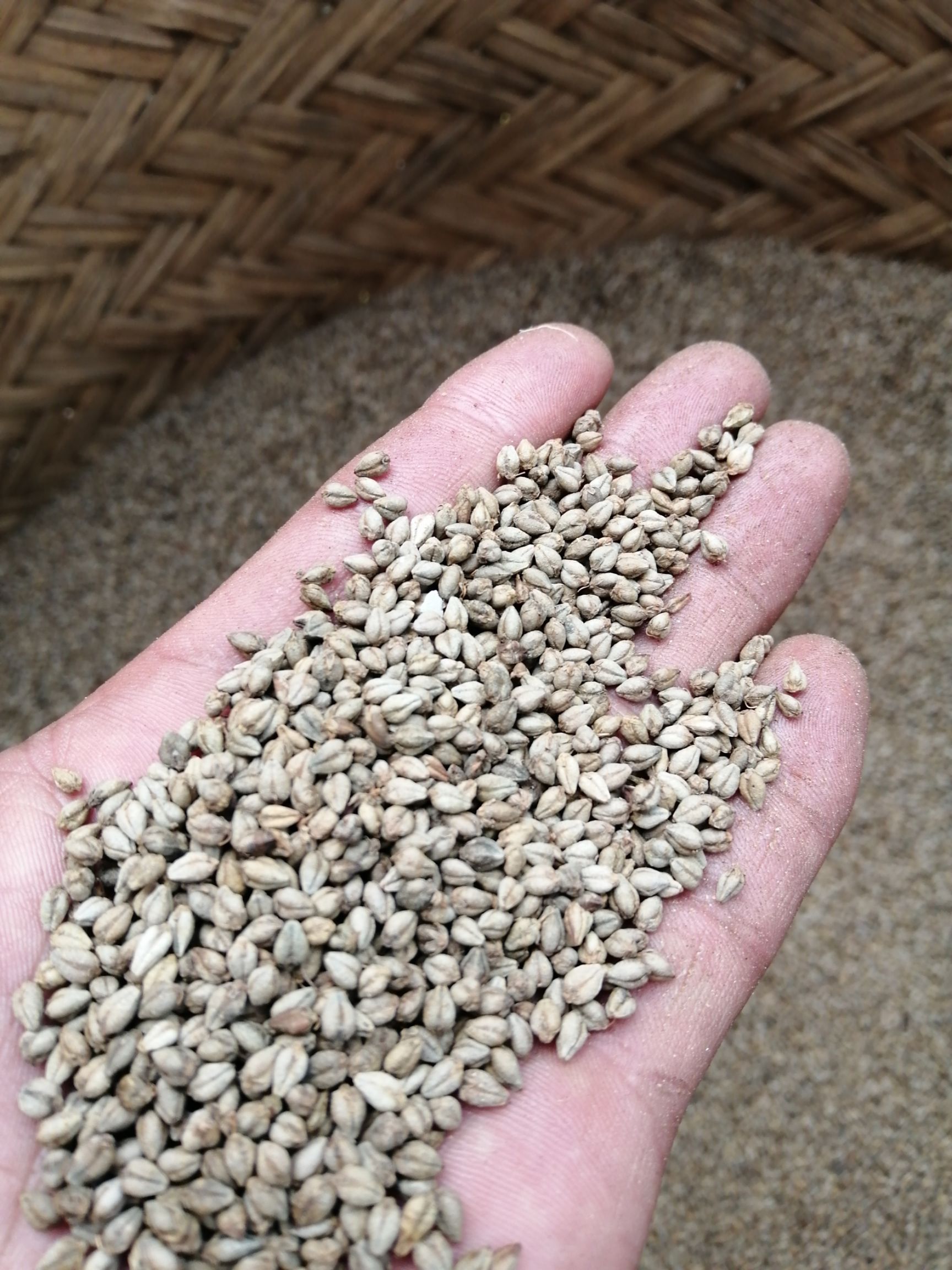 带壳甜荞，颗粒饱满，农户自家种植！