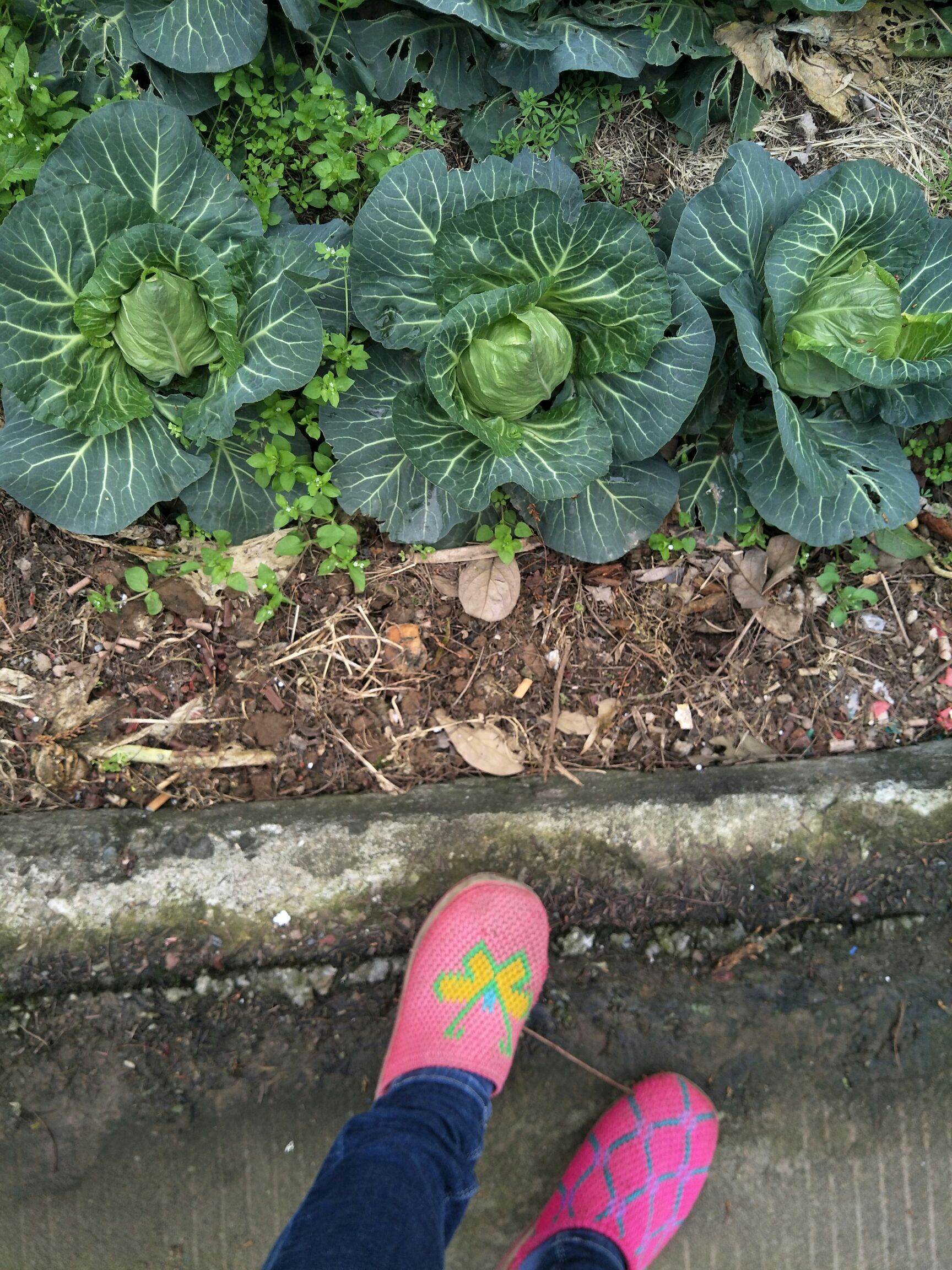 奥奇娜甘蓝 湖南省益阳市南县 1.5~2.0斤 