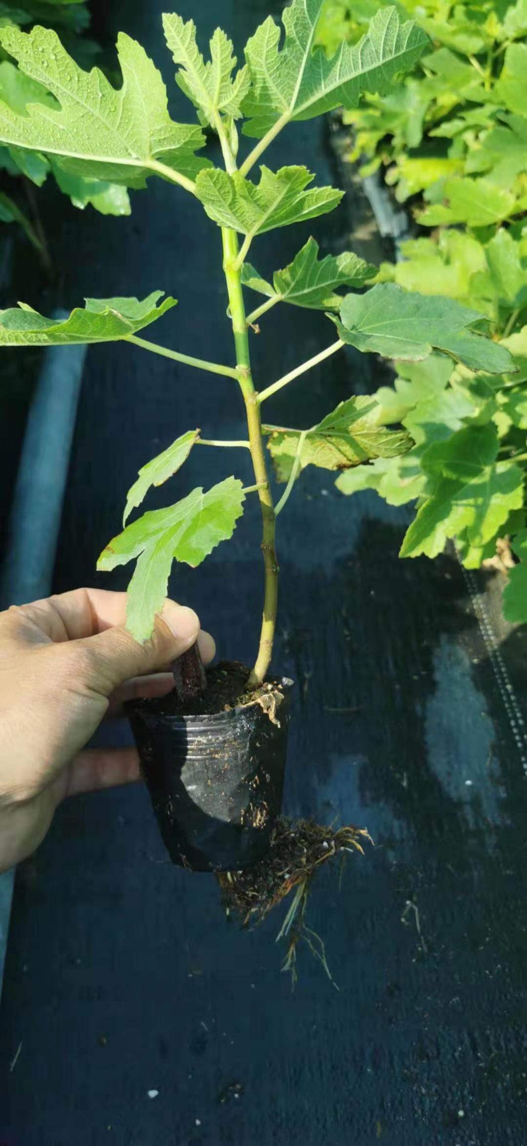 波姬红无花果苗 扦插小苗 容器苗