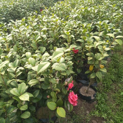 荔浦市雀舌罗汉松  茶花杯苗三千棵出售。