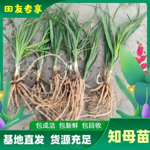 国内包邮，知母苗基地现货直发！亳州基地有好货