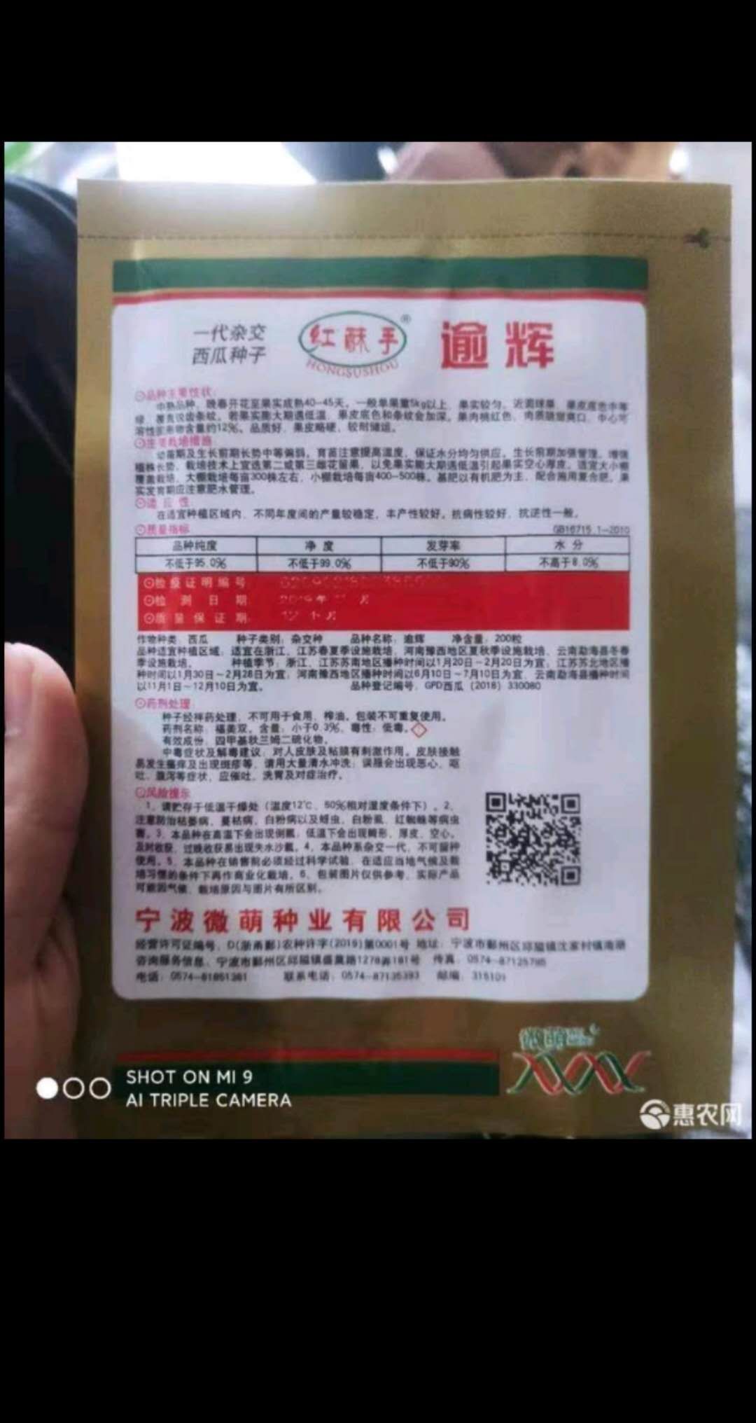  美都西瓜种子微萌，红酥手逾辉改良新一代抗死苗皮薄肉厚20