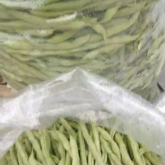 屏边县无筋四季豆 四季豆供应