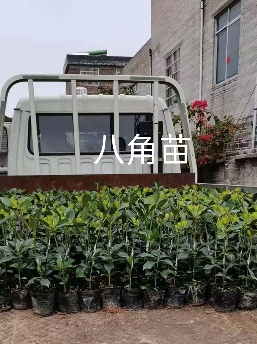 八角树苗  八角苗