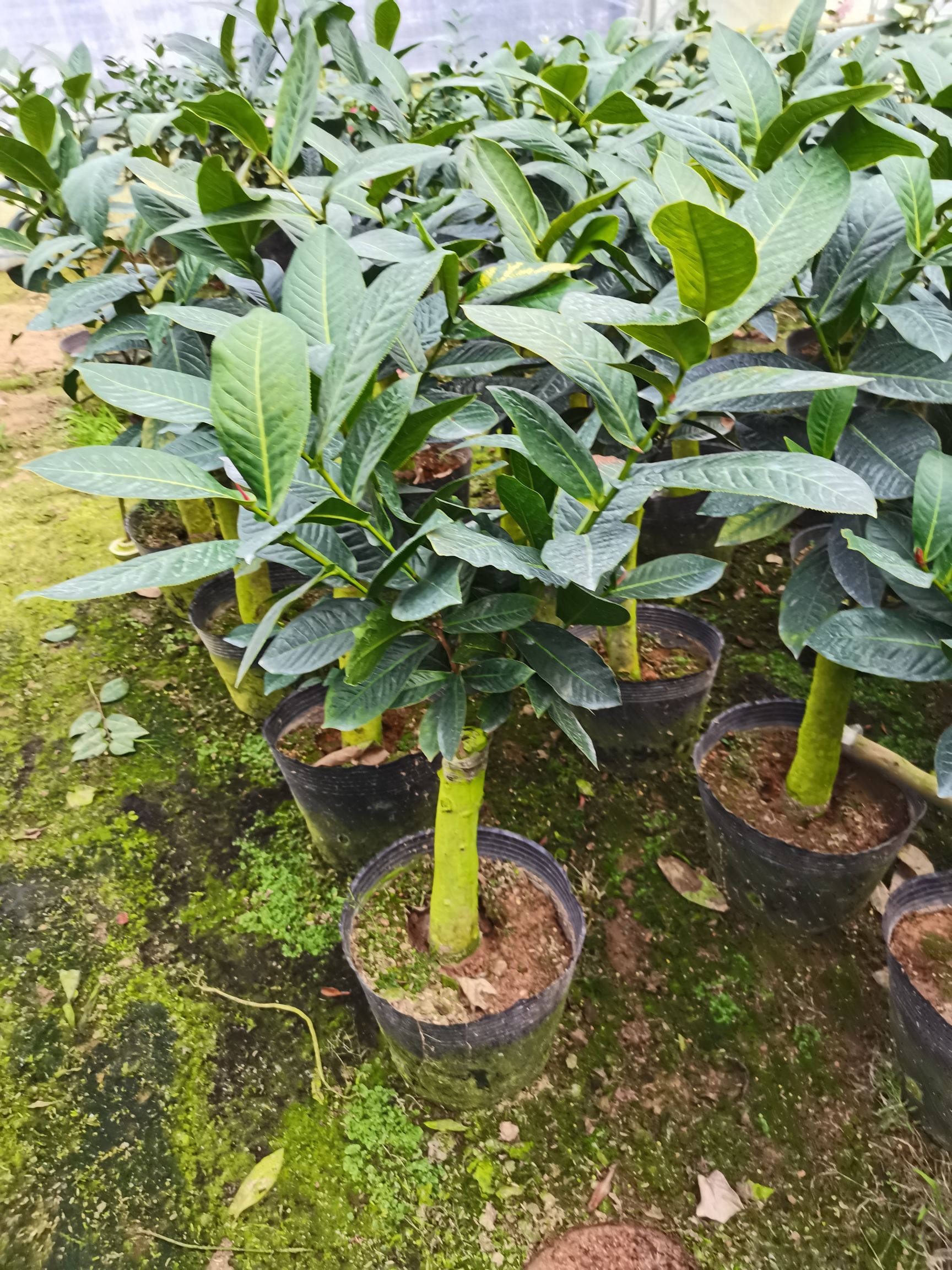 越南抱茎茶花，常绿植物，花色为红色