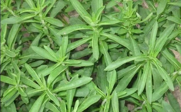 嘉峪关市 甜叶菊 合作