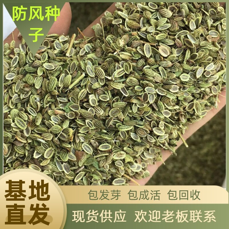 亳州防风种子  国内包邮，纯新防风籽，基地现货供应中，颗粒饱满，