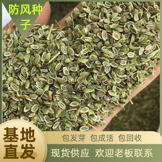 亳州防风种子  国内包邮，纯新防风籽，基地现货供应中，颗粒饱满，