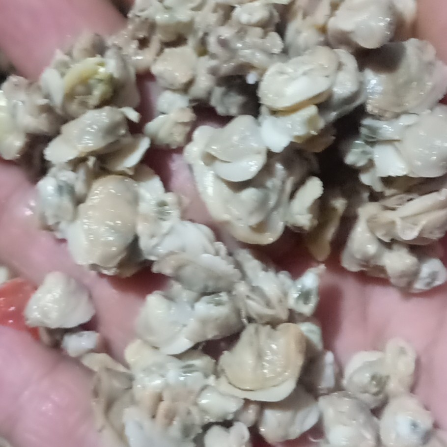 蚬子  天然河蚬肉，