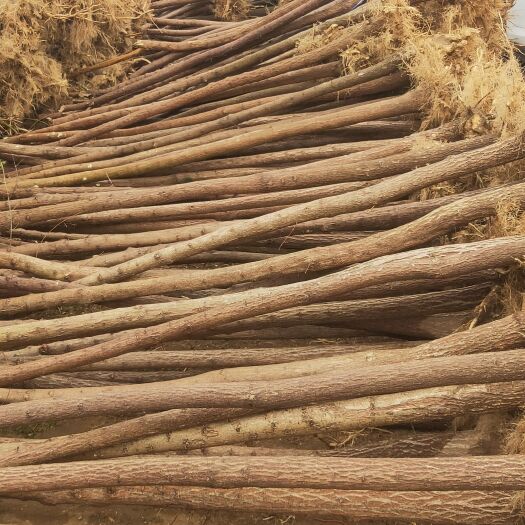 安国市丝棉木  五公分以上丝绵木