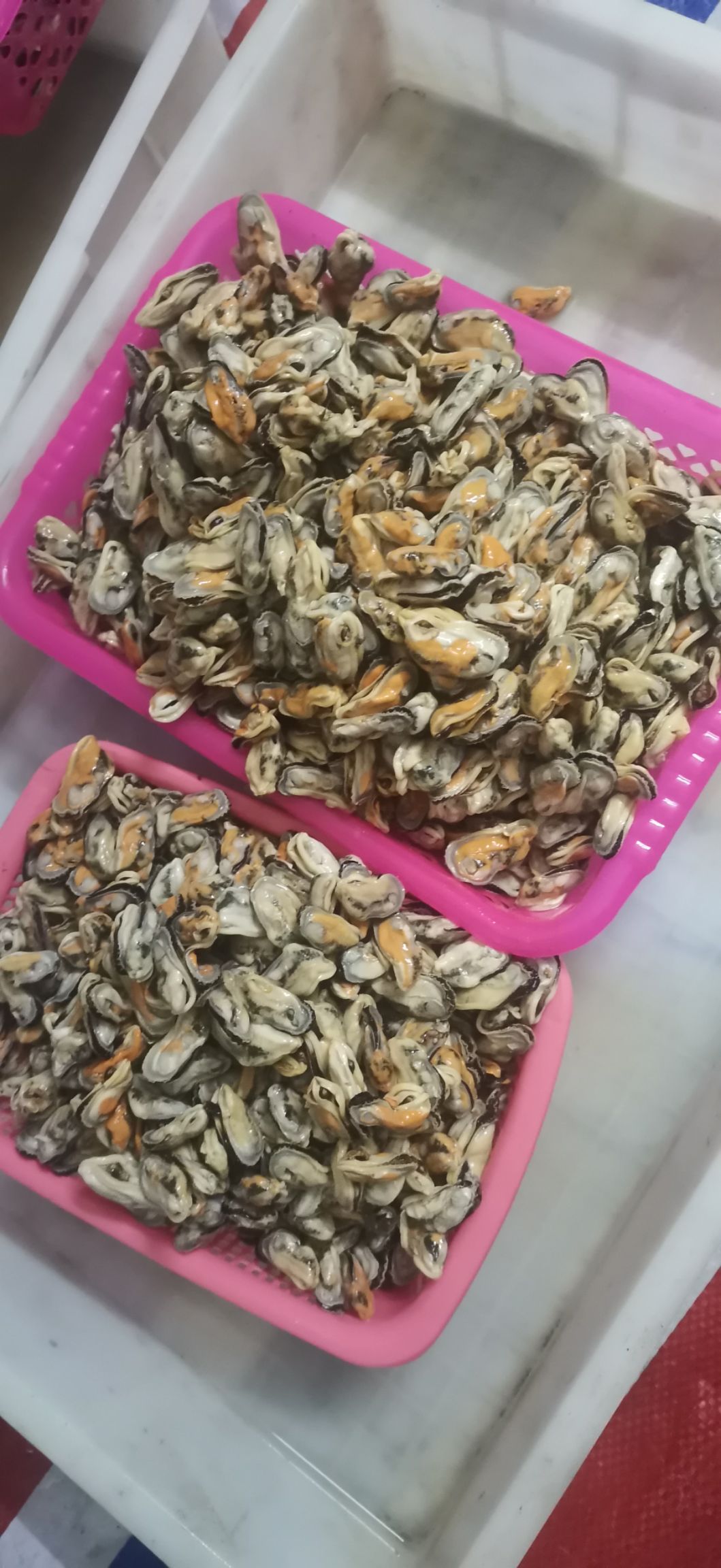 海虹  青口贝，新鲜口感相当好
