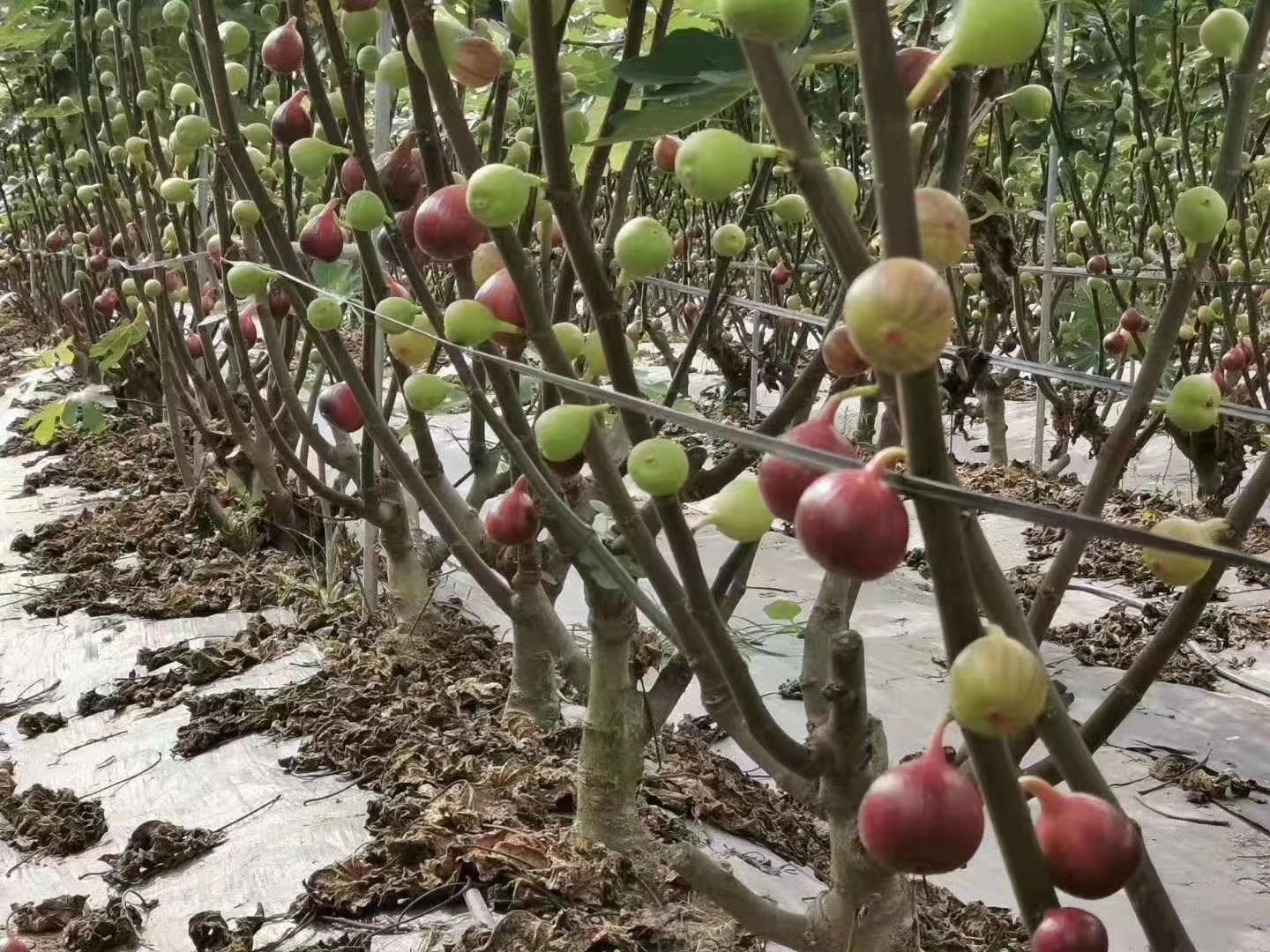 布蘭瑞克無(wú)花果苗  布蘭瑞克無(wú)花果