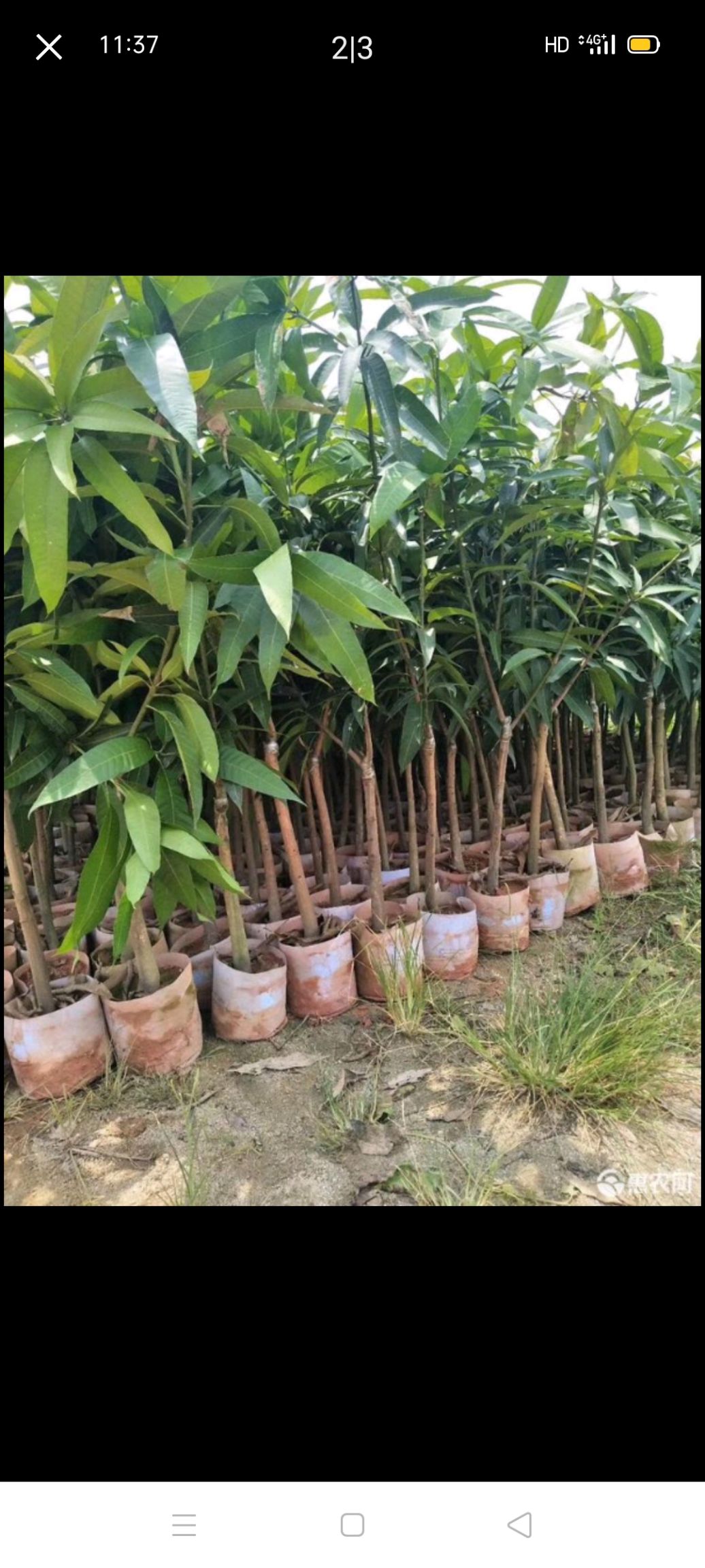 芒果嫁接枝条  金煌芒果苗