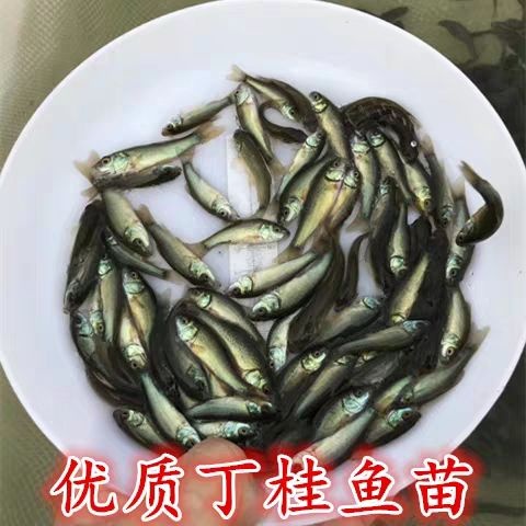 广州丁桂鱼苗 丁岁鱼苗 丁贵鱼苗 须岁鱼苗 欧洲丁桂鱼 淡水养殖