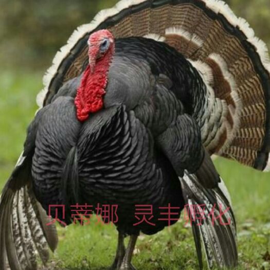 南宁 【青铜火鸡苗、贝蒂娜火鸡苗】厂家直销，质量保证