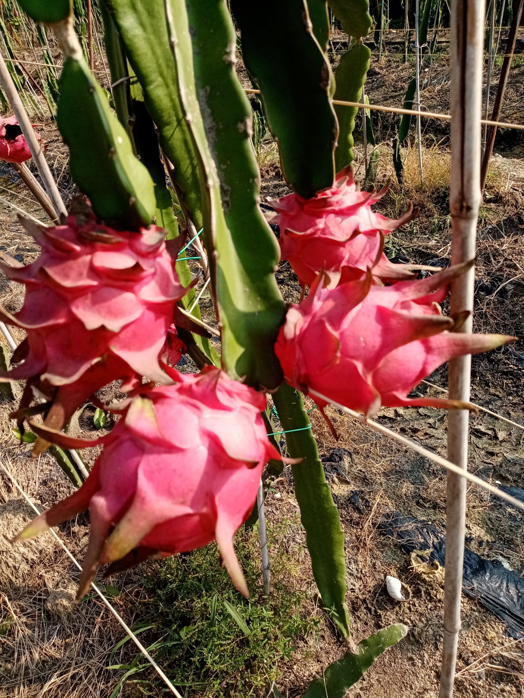 火龙果苗 软枝大红火龙果枝条苗，无根苗价格都不包邮费的！